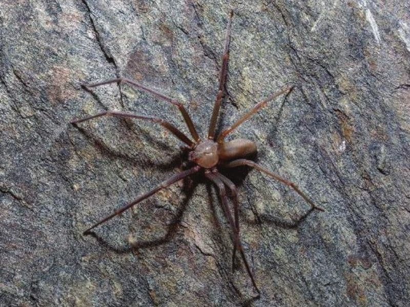 The Brown Recluse spider is the most dangerous in Portugal. Its bite is venomous and can cause large, necrotic wounds.