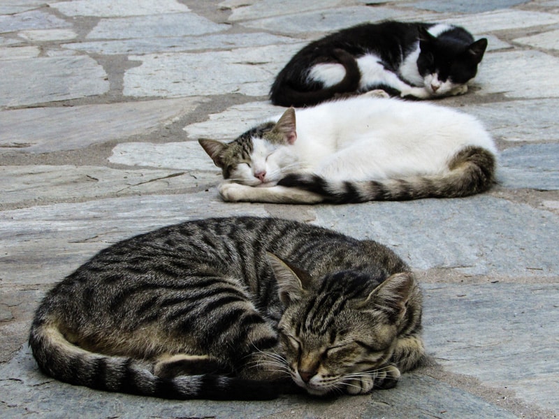 three stray cats in greece