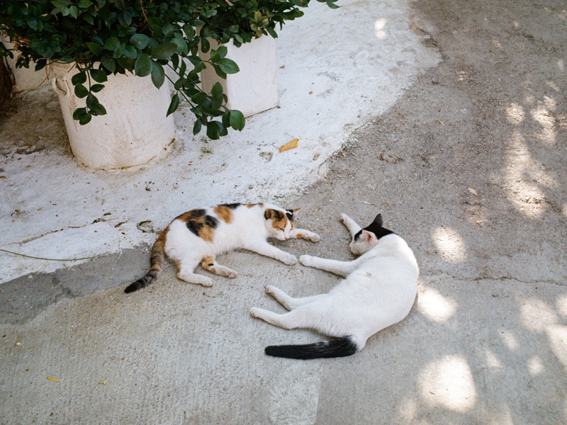 two stray cats in greece