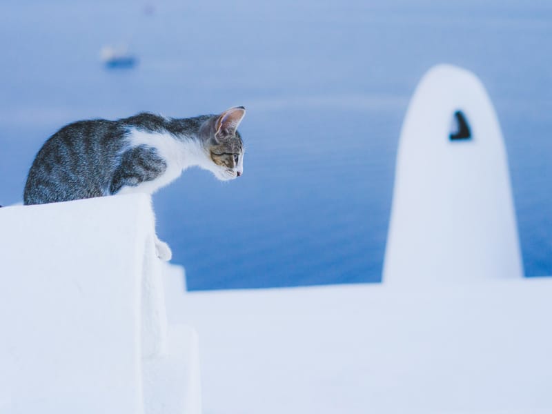 a stray cat on a greek island