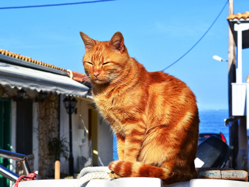 a stray ginger cat in greece