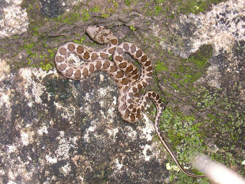 A coin snake, one of the most common snakes in Cyprus