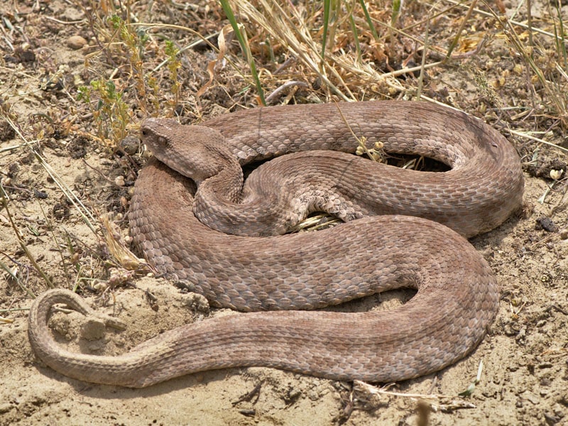 A Cyprian blunt-nosed viper, the most dangerous snake in Cyprus
