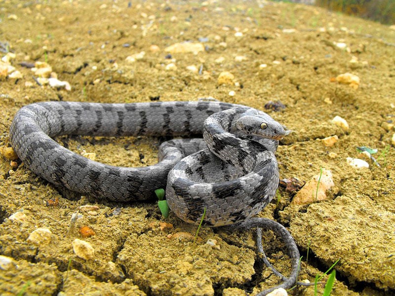 European cat snake common in Cyprus