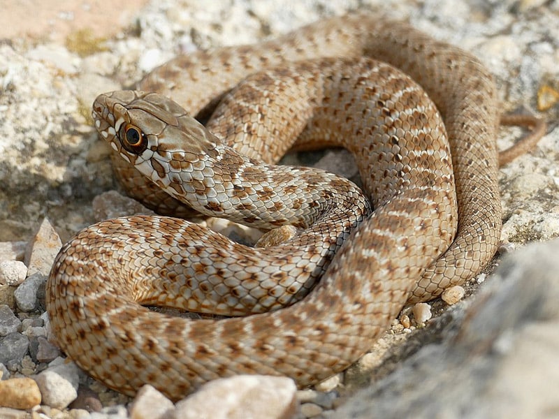 A Montpellier snake