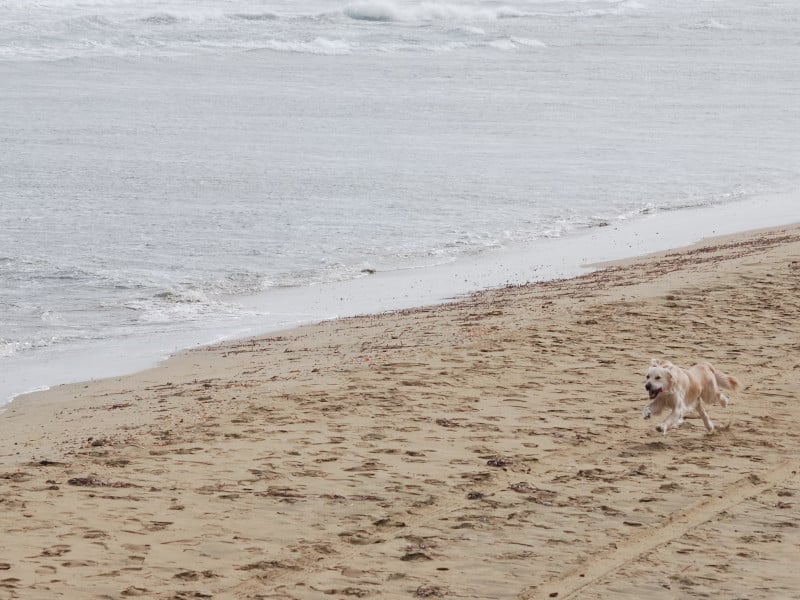 stray dog on a beach in cyprus