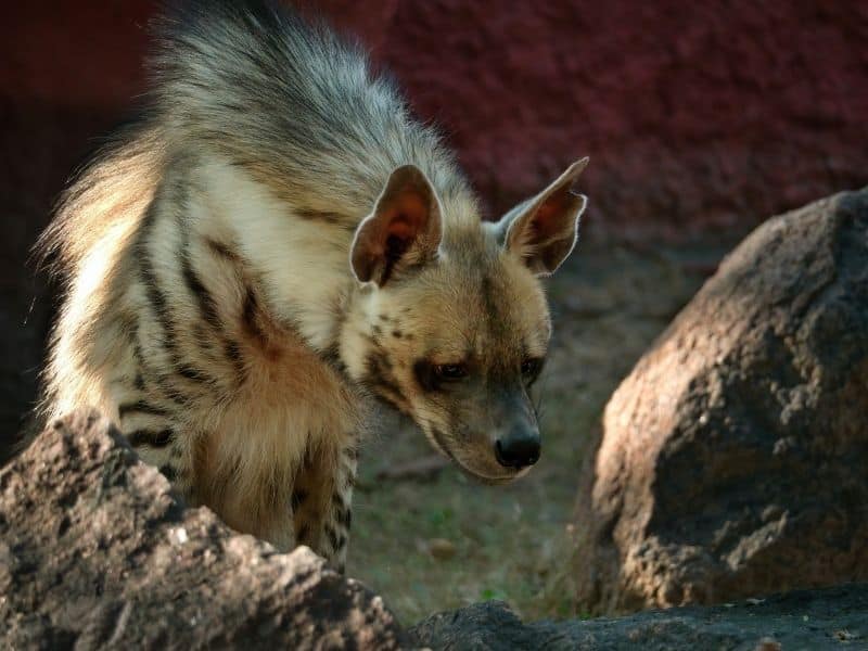 The striped hyena is the most intelligent of the hyena species.