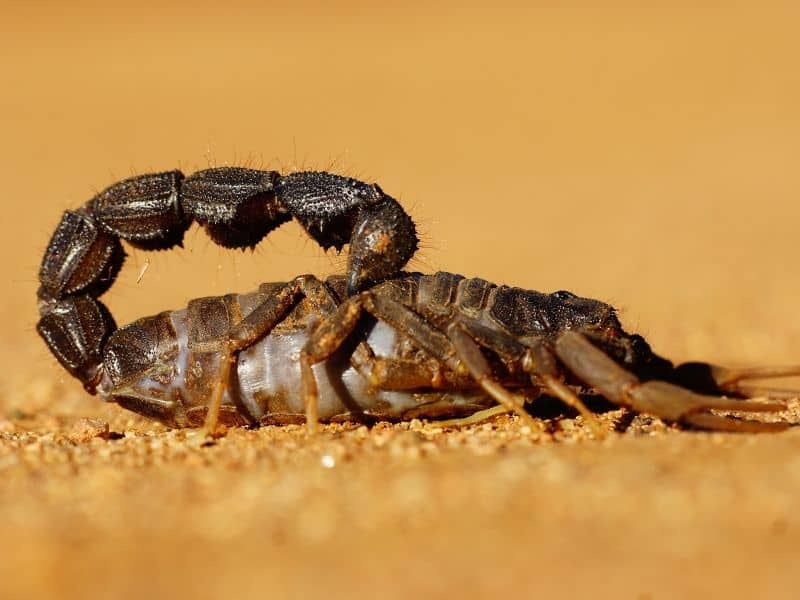 Scorpions are the most dangerous animals in Morocco