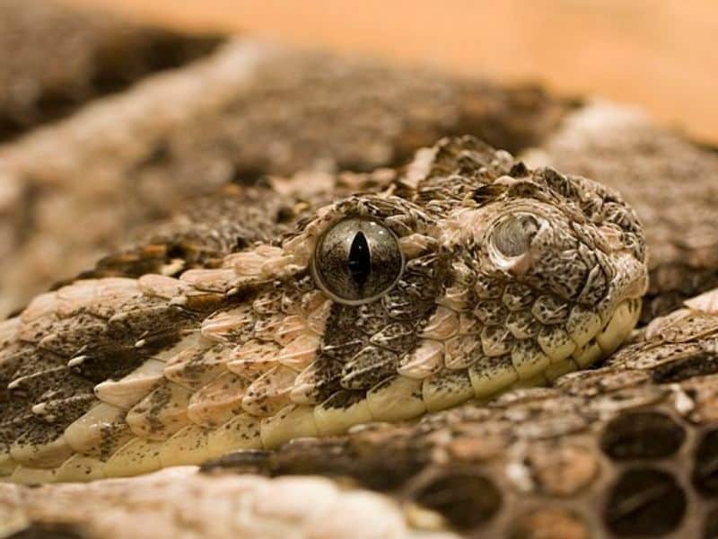 the puff adder is the most dangerous snake and one of the most dangerous animals in Morocco.