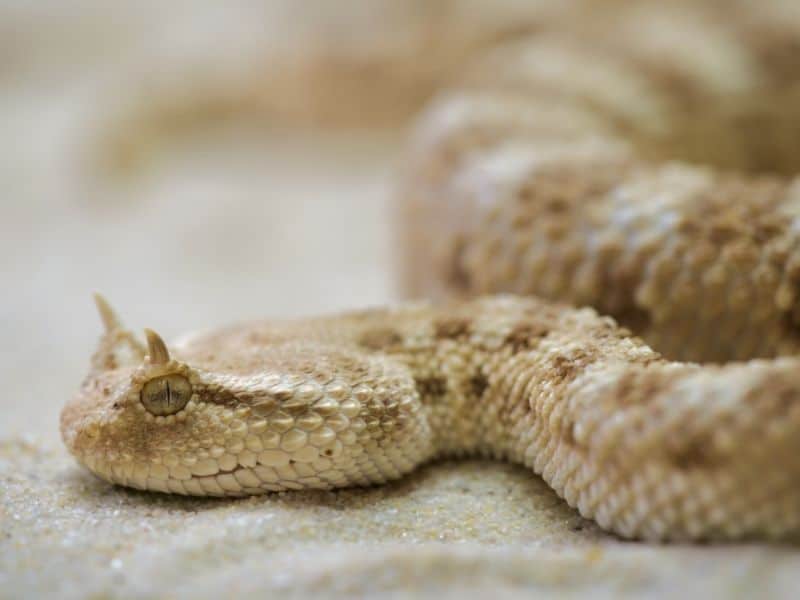 the horned viper is one of the most dangerous animals in Morocco. 