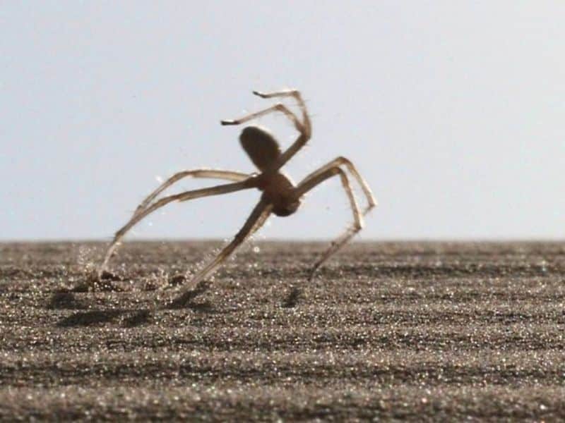 the amazing flic flac spider lives in the Erg Chebbi region of Morocco.