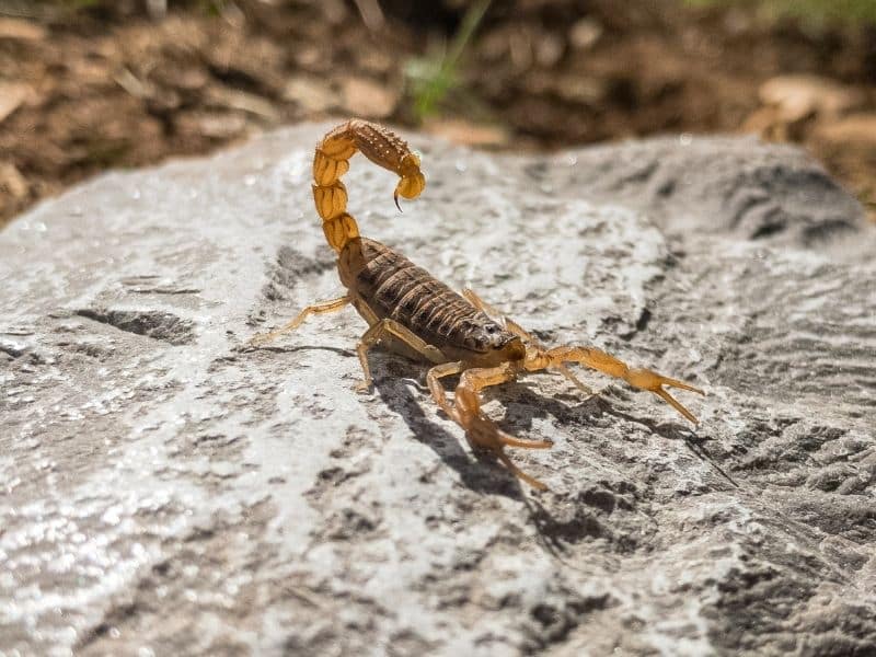 Scorpions are one of the most dangerous animals in Cyprus. any sting by them should be taken seriously. 