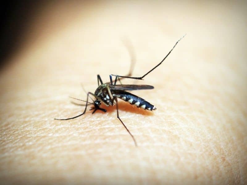 Mosquitos are a nuisance in Cyprus and dangerous because of the diseases they can pass to humans and animals 