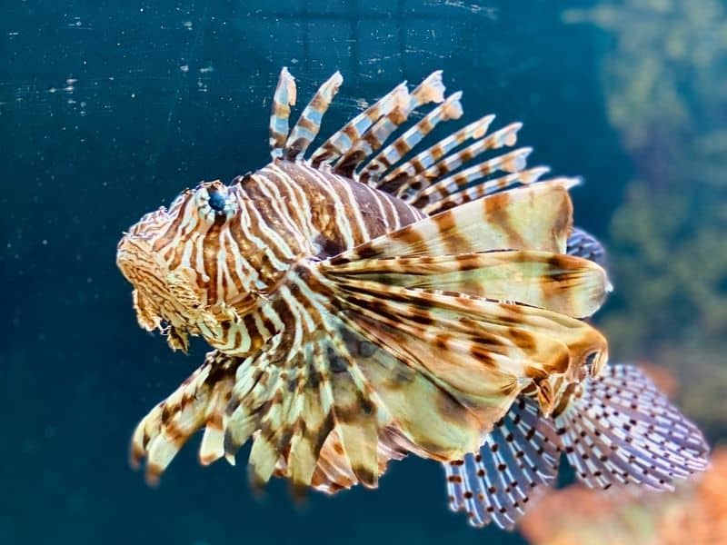 Lion fish are one of the most dangerous marine animals in Cyprus. 