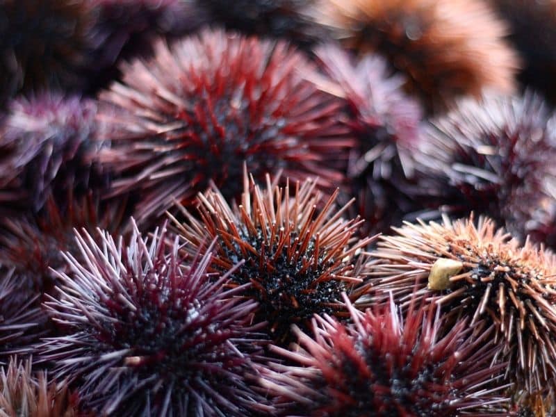 sea urchins can be dangerous if their spikes penetrate your skin. 