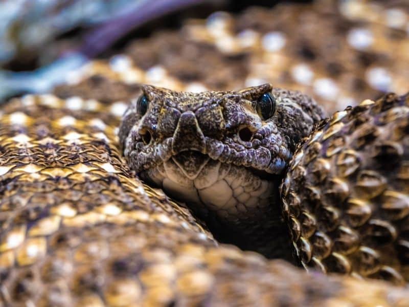 blunt nosed vipers are the most dangerous animals in Cyprus