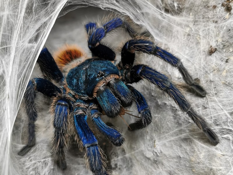 blue spider in South Africa