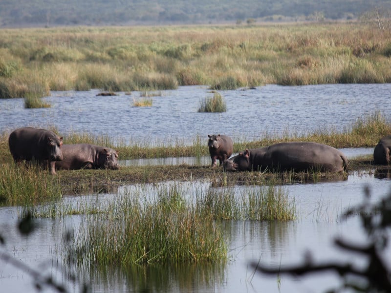 Hippopotamus in South Africa