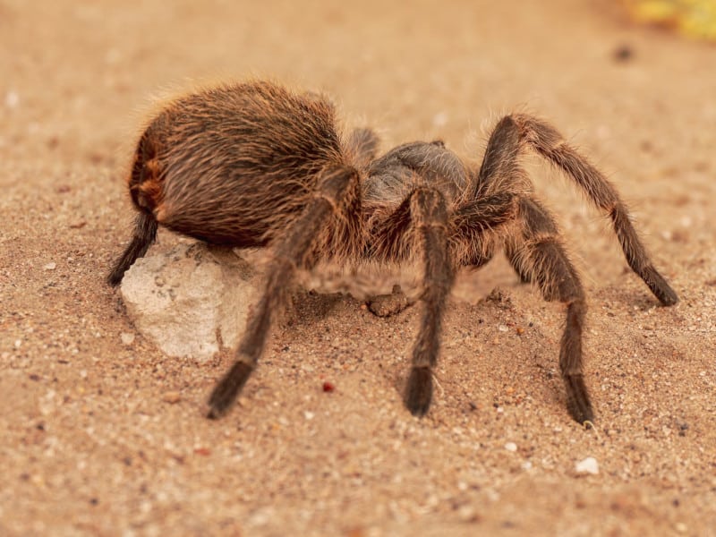 king baboon spider