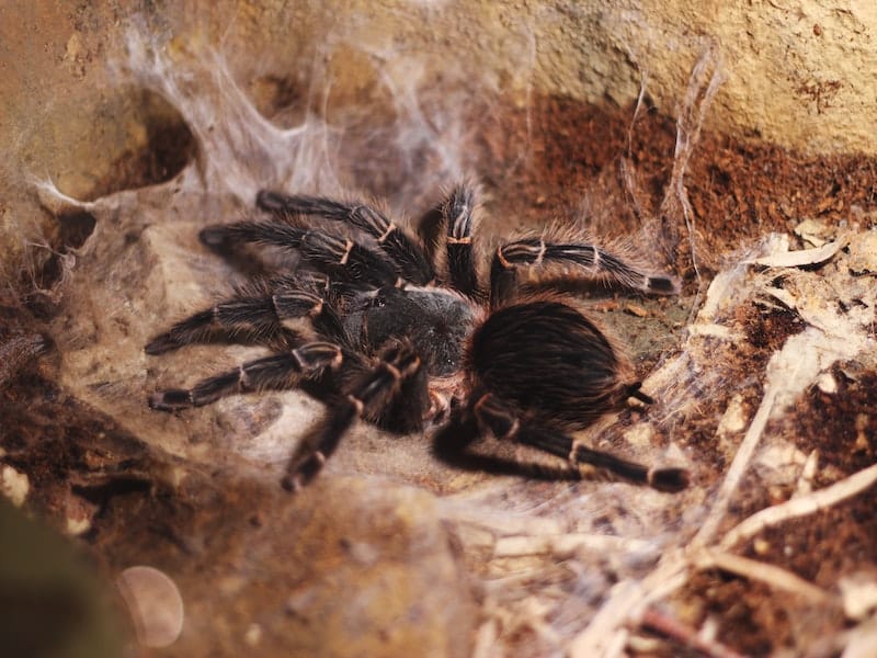 tarantulas in Zimbabwe