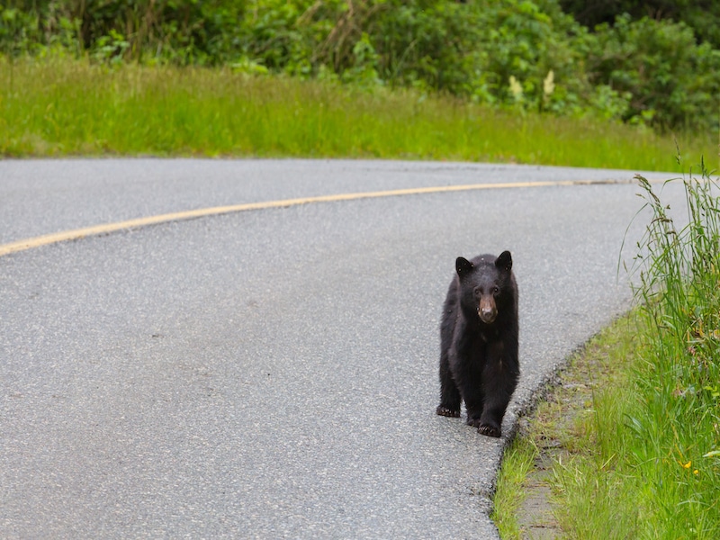 black bear walking down the street