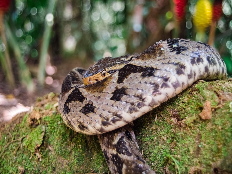 snake in Panama
