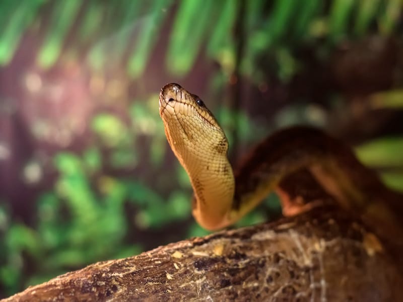 Cuban Boa snake