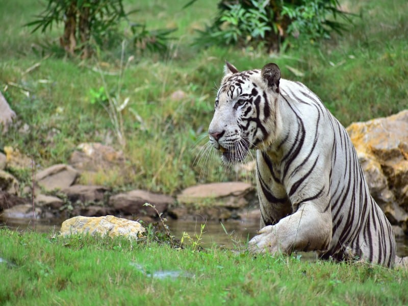 Dangerous Animals in Panama: 7 Species to Look Out For