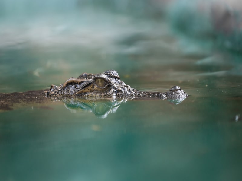 crocodile face and the reflection in the water