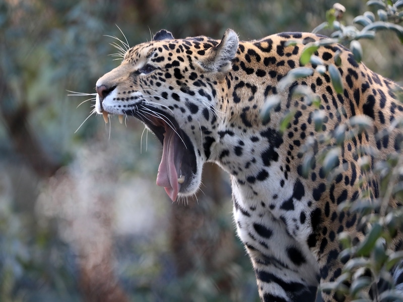 roaring jaguar