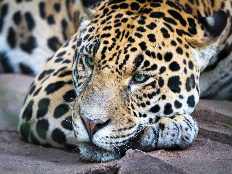 jaguar resting