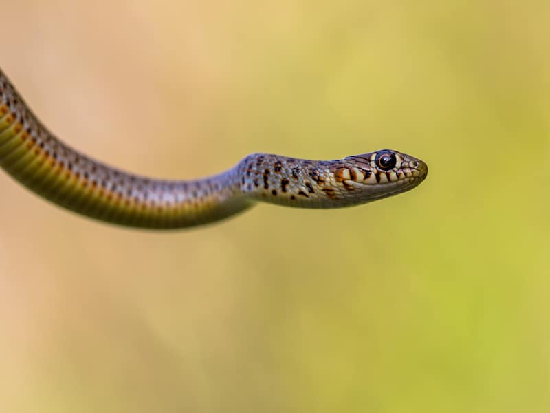 island racer snake