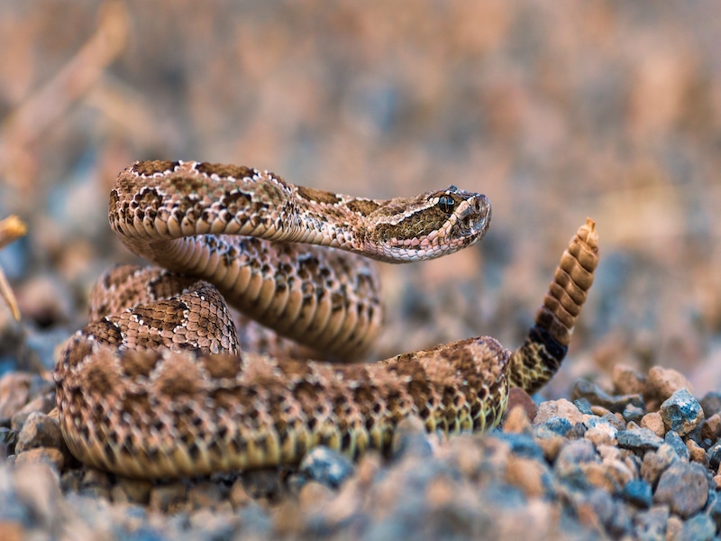 large rattle snake