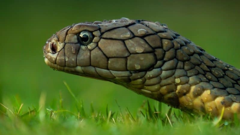 dangerous snakes in el salvador