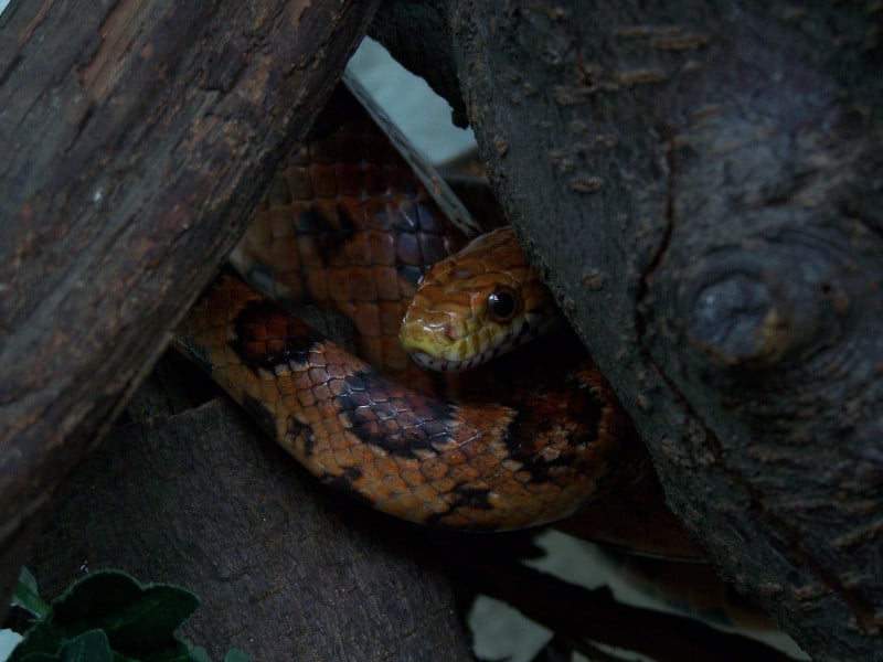 dangerous snake in a tree