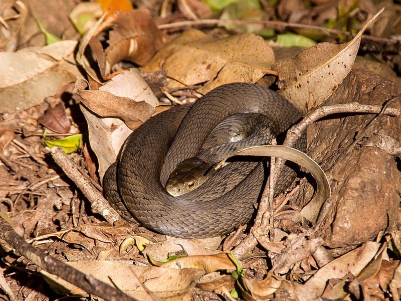 grey snake in leaves