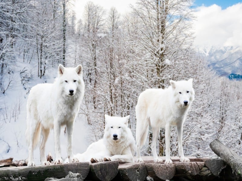 where to see wolves in italy