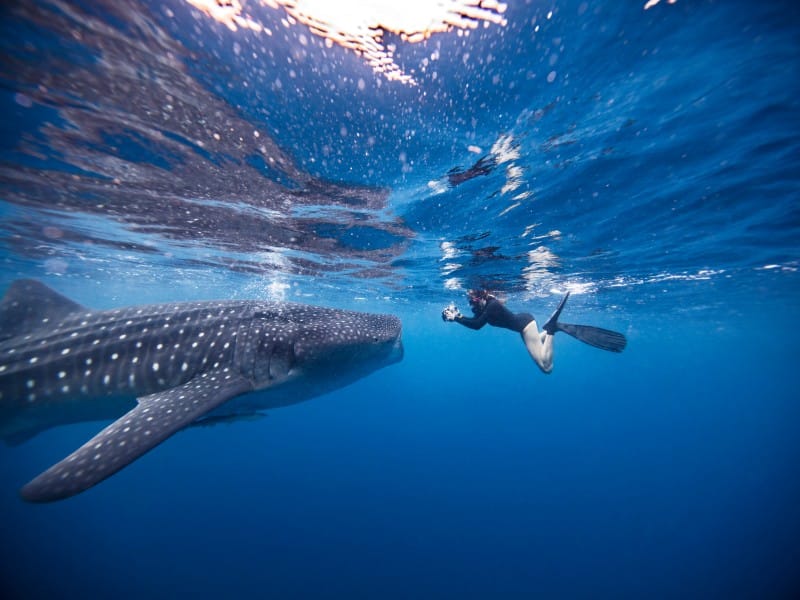 man swimming with whale shark