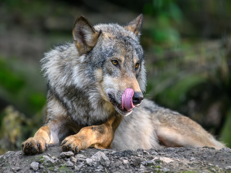 Where to See Wolves in Italy: The Ultimate Guide
