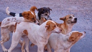 stray dogs in spain