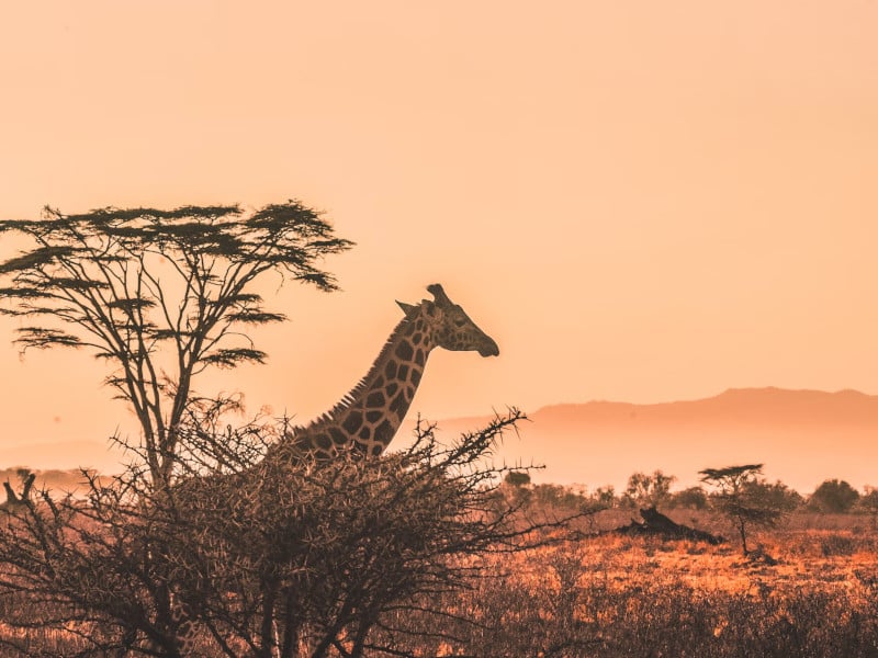 a giraffe in south africa