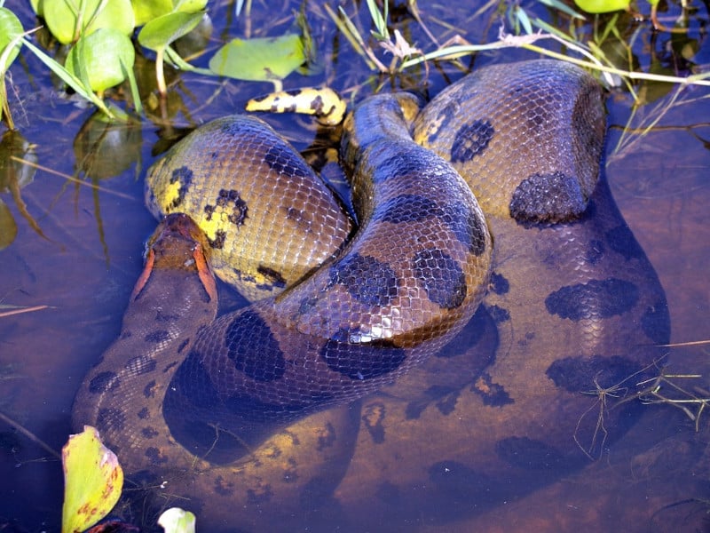 Anaconda in the water