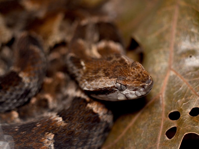 dangerous vipers in south america