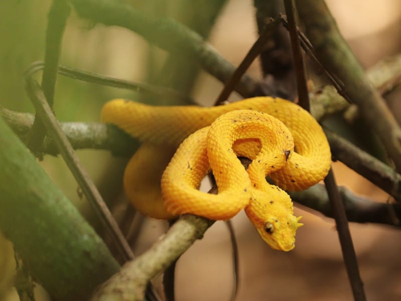 eyelash viper