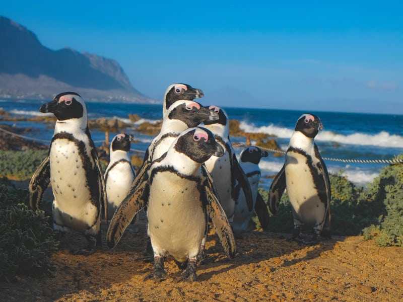 penguins in South Africa