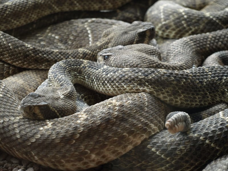 rattlesnakes in south america