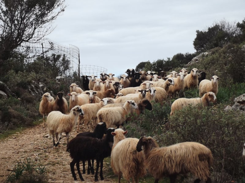 sheep in crete
