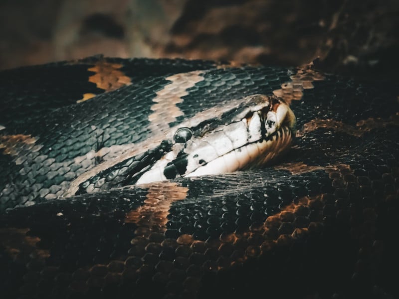snakes in brazil