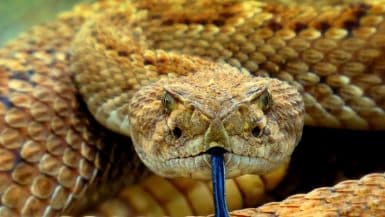 dangerous snakes in south america
