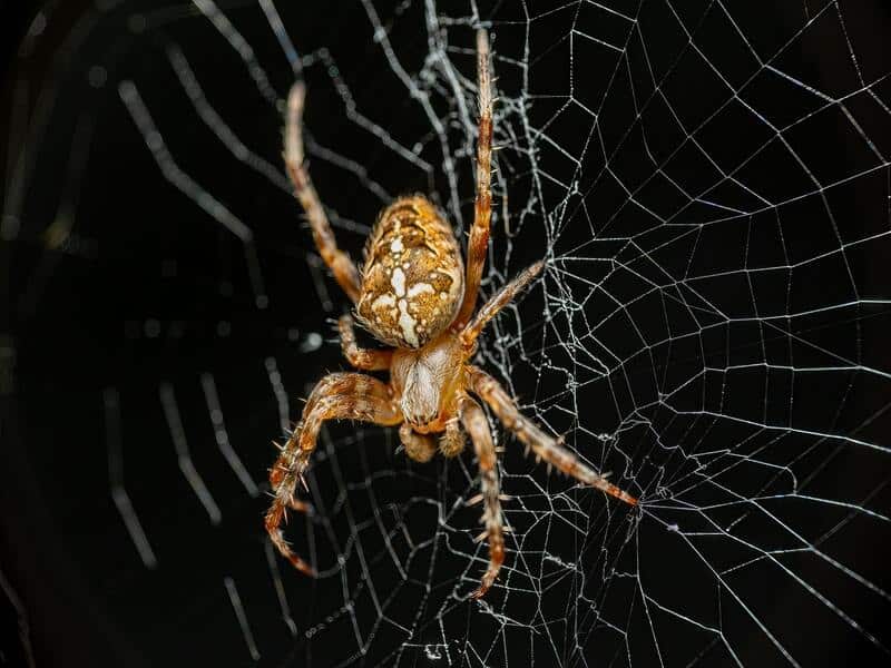 Banded garden spiders in Portugal